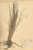 藏品(牛筋草)的圖片